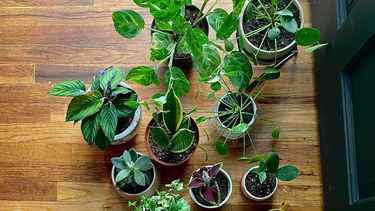 Cómo cuidar tus plantas en invierno