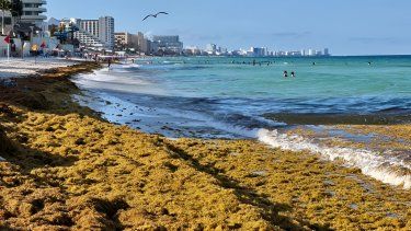Invasión de Sargazo en Quintana Roo: Activación de un Plan de Emergencia
