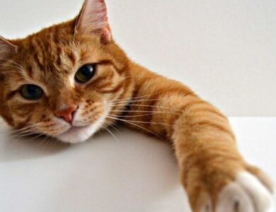 Lo que Tu Amor por los Gatos Revela sobre Ti