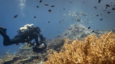 Océanos: la belleza de lo profundo y los riesgos que corre