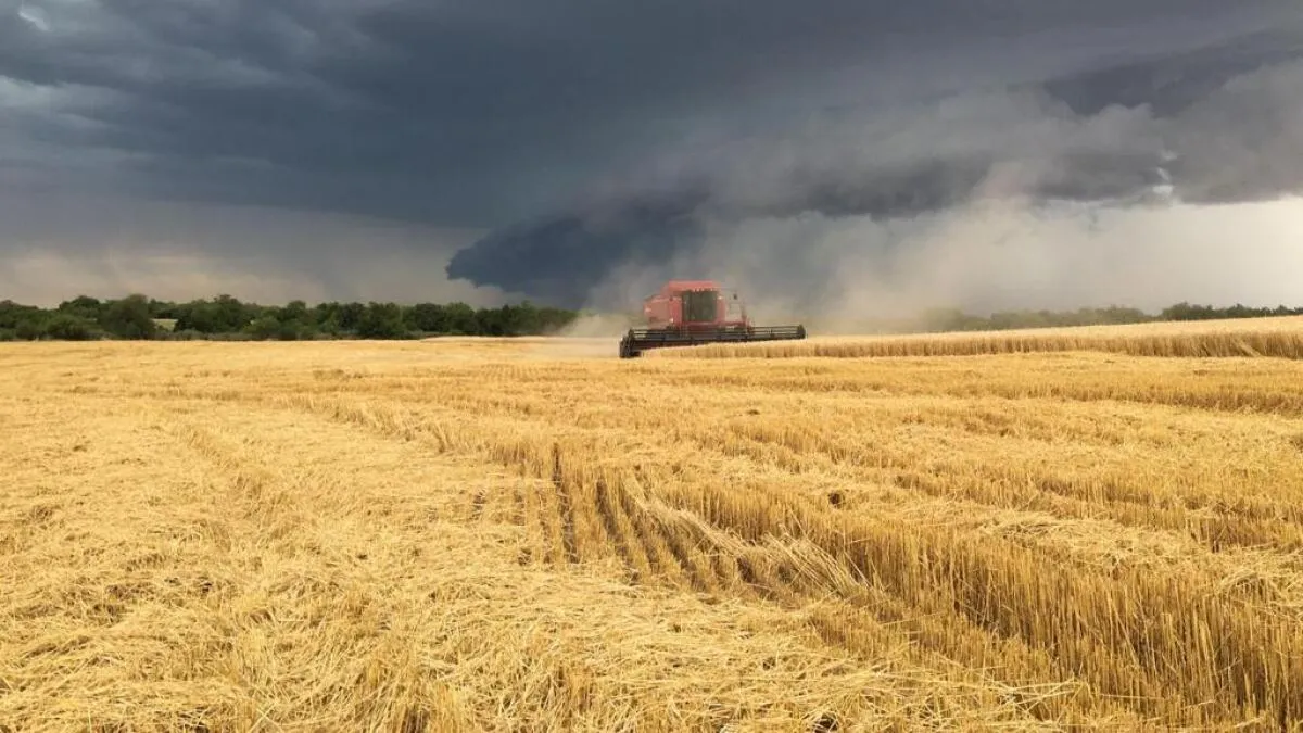 la lluvia de hasta 130 mm en la región núcleo pone en riesgo el trigo y el maíz