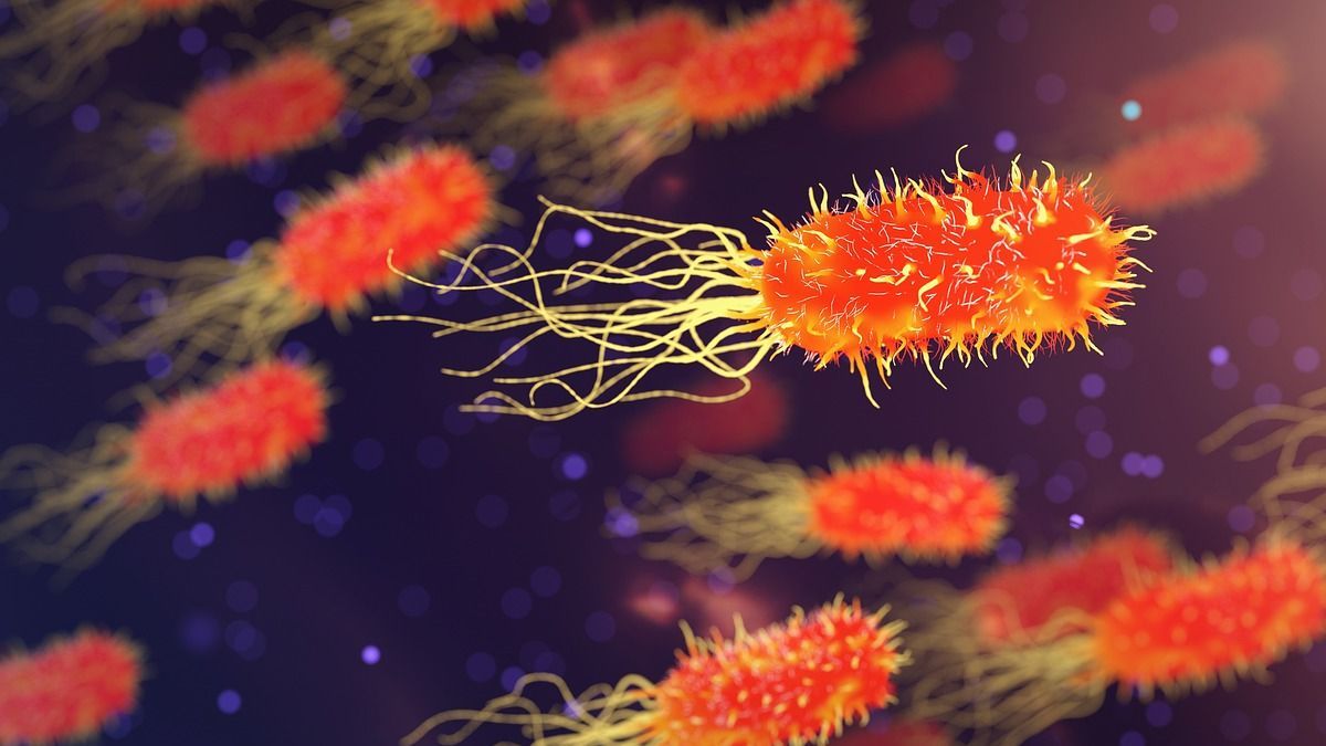científicos descubren la relación de las bacterias intestinales con las neuronas