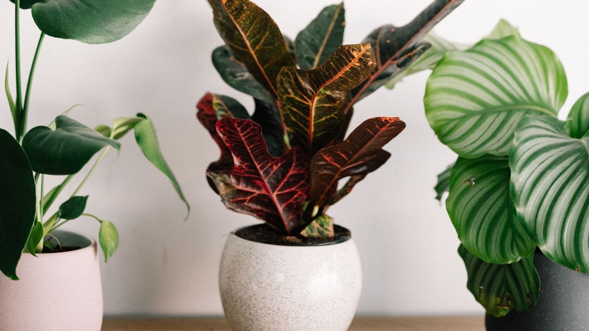 cultiva tus propias plantas para tu cuarto