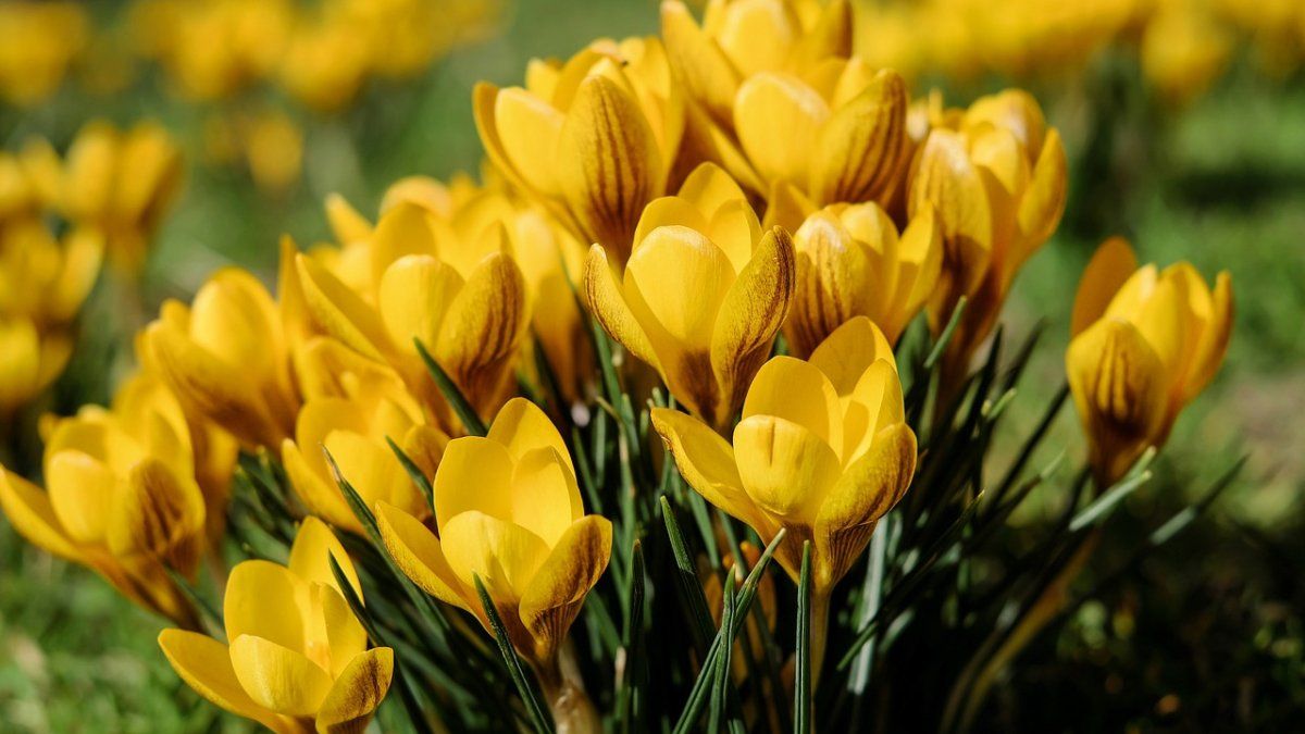 Qué día se regalan flores amarillas en Argentina a qué popular serie se debe