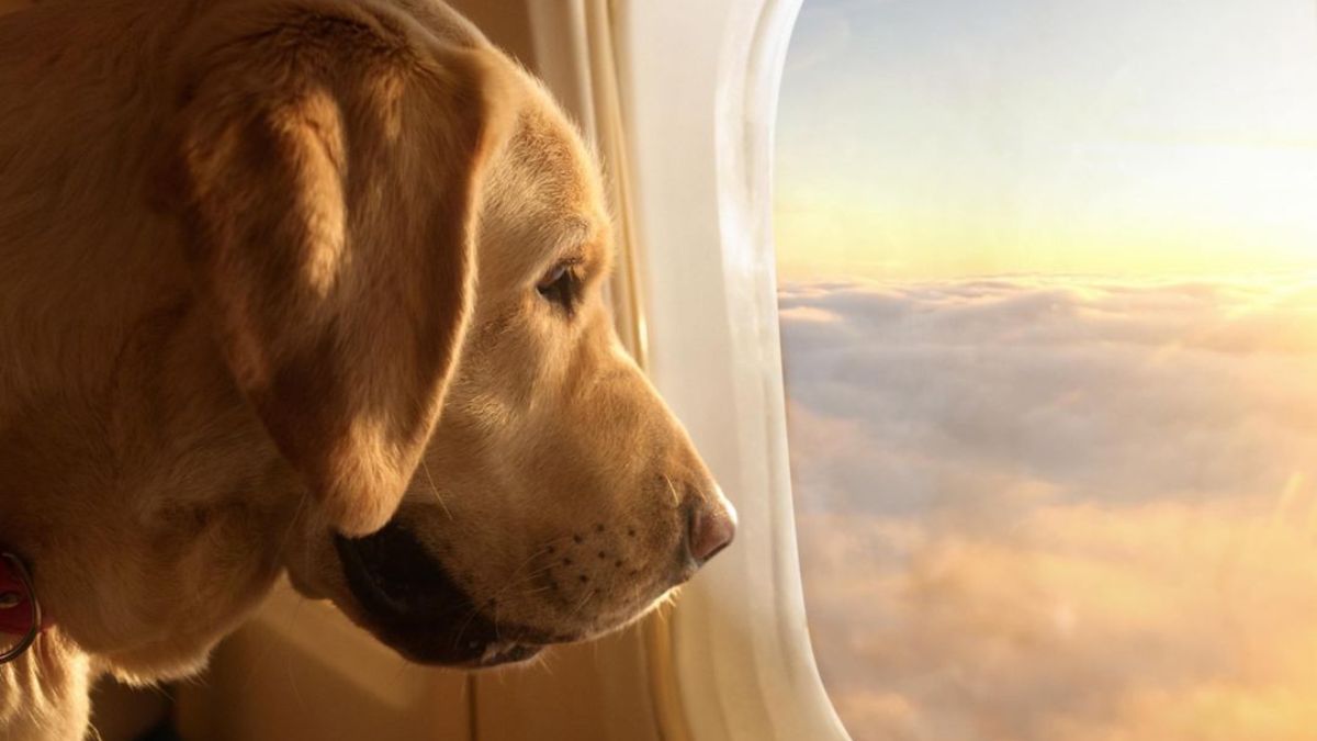 una ciudad de Italia aplicará una tarifa a quienes viajen con su mascota