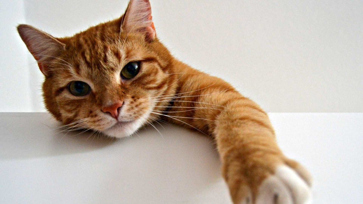 Científicos revelan que los gatos desarrollan demencia de forma parecida a los humanos