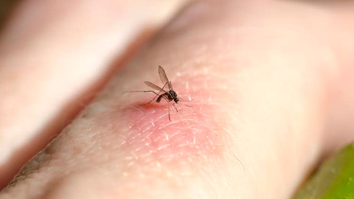 Registraron mosquitos en Islandia por primera vez en la historia