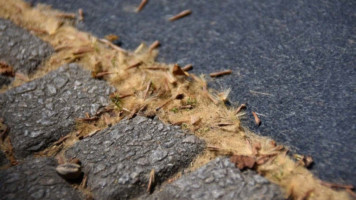 el problema de los plátanos urbanos