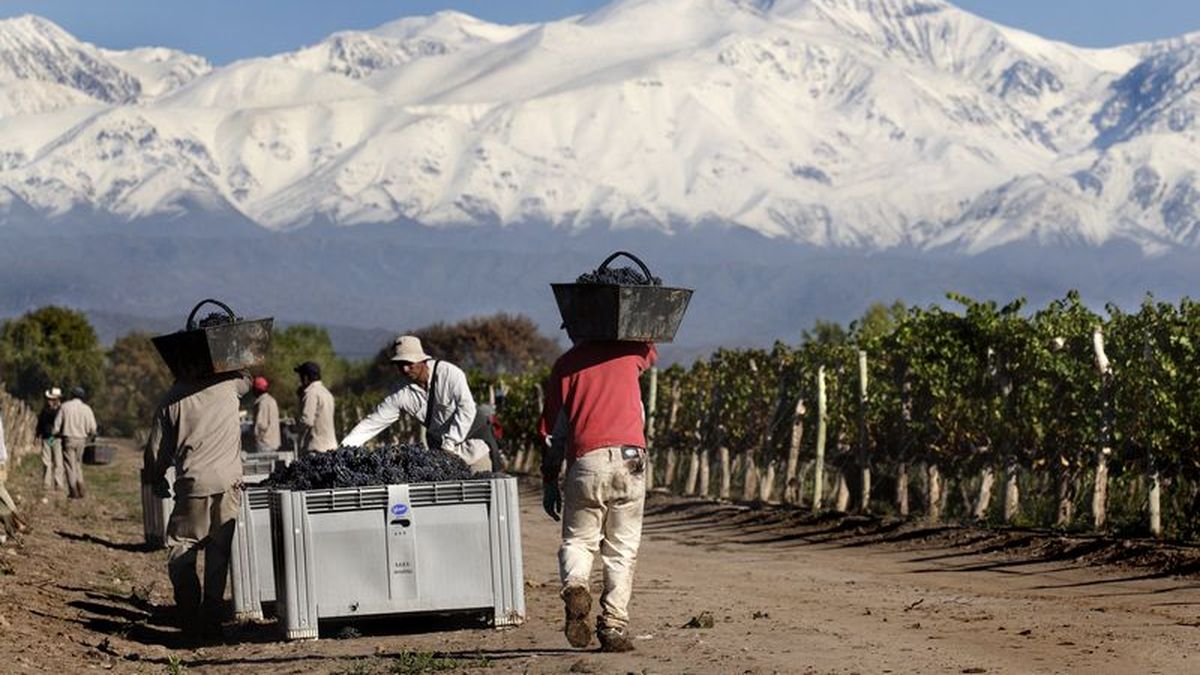 productores de vino afirman que el mercado de la uva está destruido