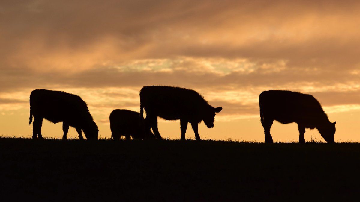 El agro celebra el nuevo acuerdo Argentina-EEUU, pero pide conocer la letra chica
