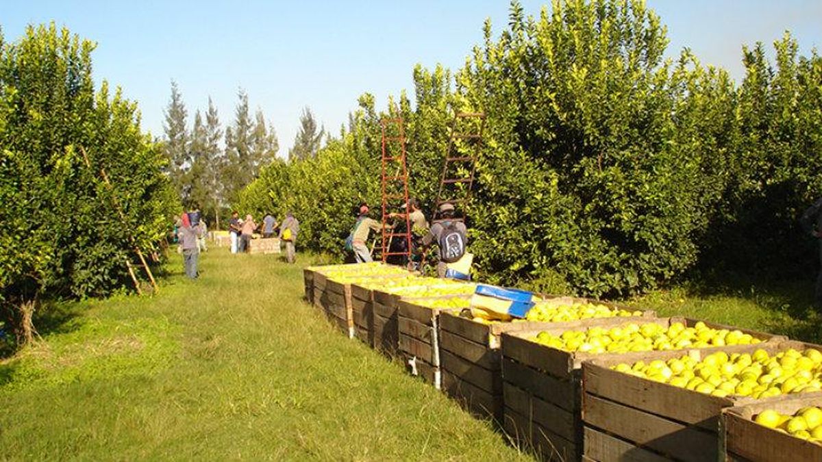 los productores norteños, entre la cautela y la incertidumbre