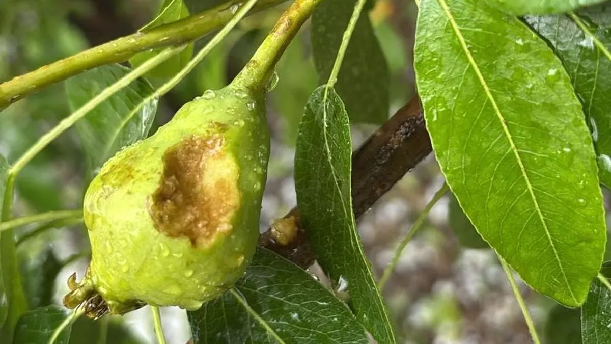 Río Negro asistirá a los productores frutales afectados por el granizo
