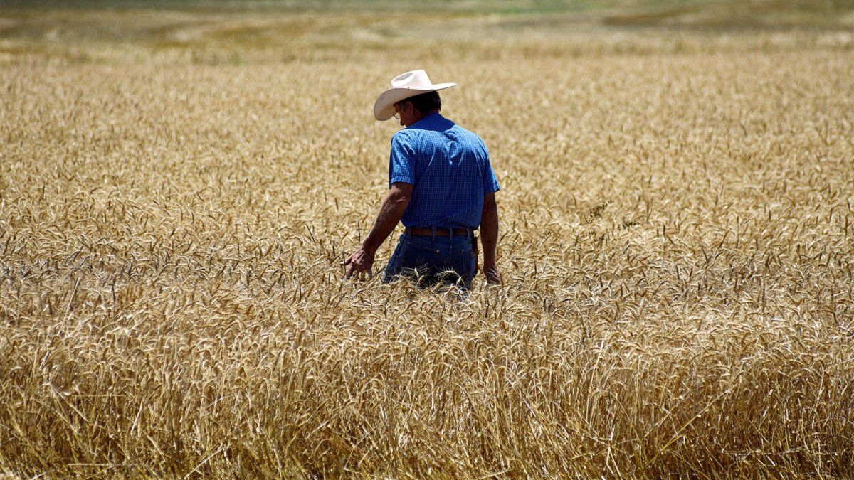 cómo quedaron las alícuotas para la soja, el maíz y el trigo