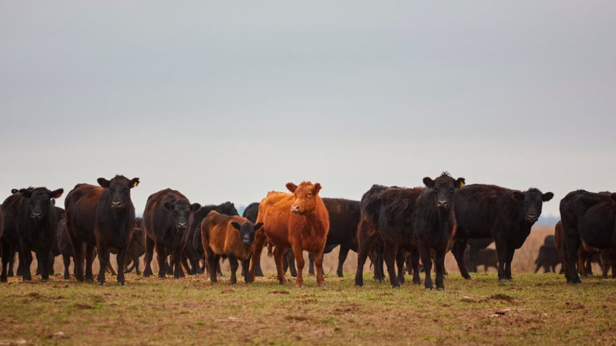 Es pegarse un tiro en el pie