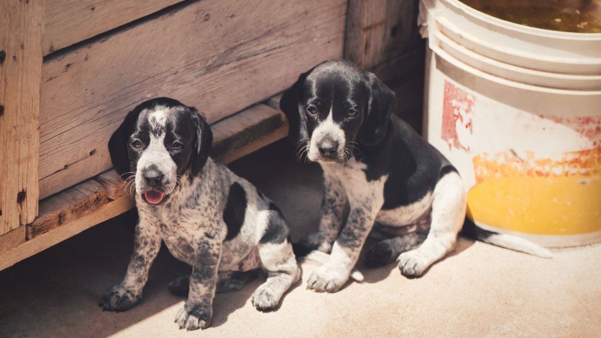 acusan a Marruecos de una masacre contra perros callejeros para "limpiar" el país