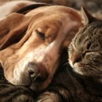 Cómo mantener a tu mascota entretenida mientras no estás en tu hogar, según veterinarios