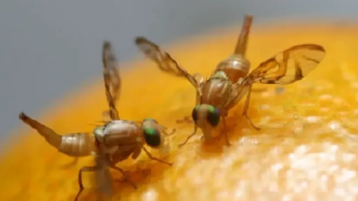 SENASA aplica nuevas restricciones y redefine áreas bajo control fitosanitario por la mosca de la fruta