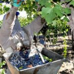 crisis del vino y la yerba mate generan tensiones en Mendoza y Misiones