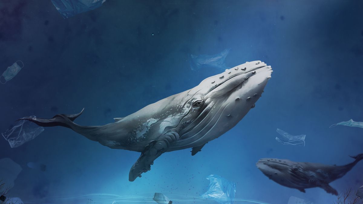 Un audio perdido de 1949 revela el canto de una ballena y abre nuevas pistas sobre como sonaba el océano