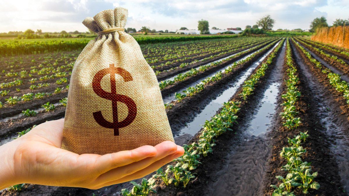 qué pasa con los granos