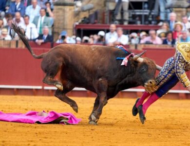 Cómo sigue Morante de la Puebla, el torero que fue corneado en el recto