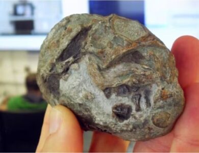 Un fósil de 250 millones de años demostró que los ancestros de los mamíferos ponían huevos