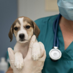 La historia de Ángel, la perra que motivó un cheque de 120 millones de dólares de una importante figura de Wall Street