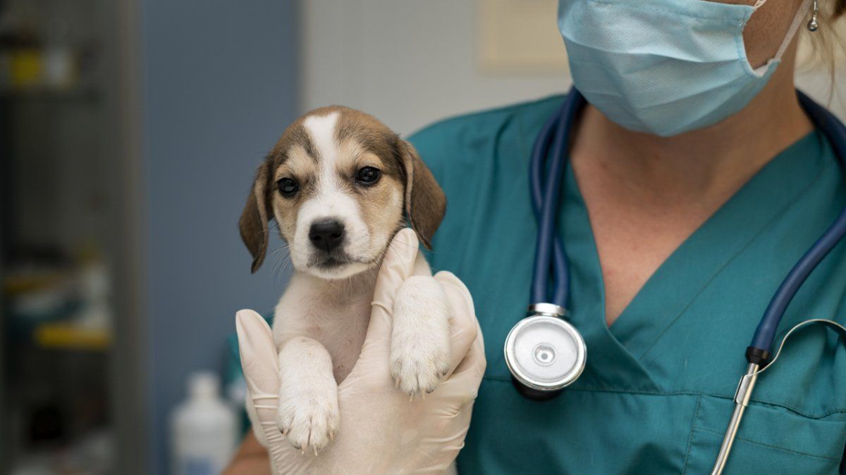 La historia de Ángel, la perra que motivó un cheque de 120 millones de dólares de una importante figura de Wall Street