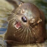 Tras 7 años reapareció Changuita, la nutria más pequeña del mundo
