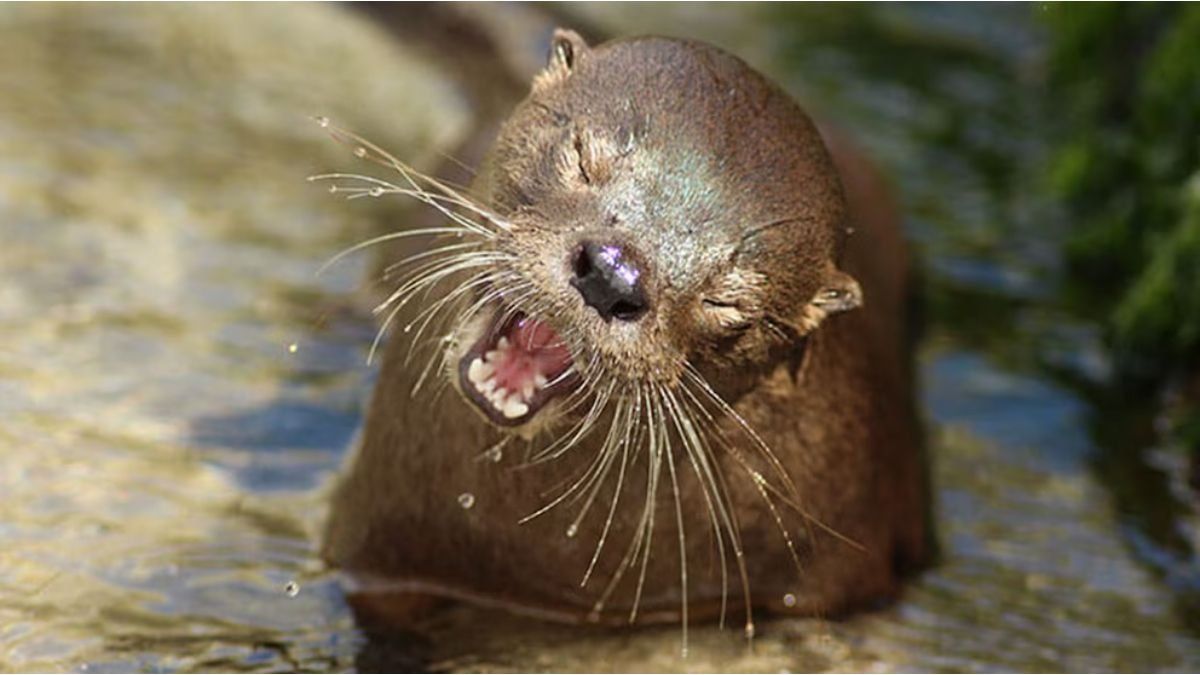 Tras 7 años reapareció Changuita, la nutria más pequeña del mundo