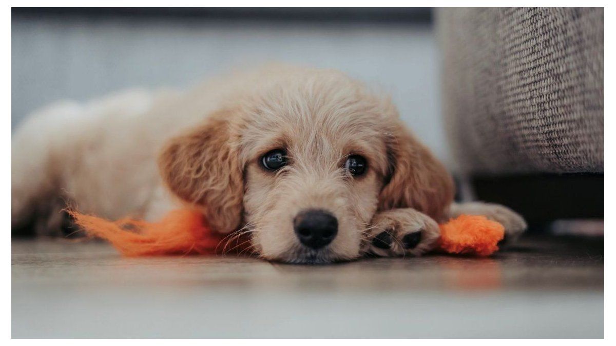 Un país europeo establece multas de hasta u$s200.000 por dejar a un perro solo más de 24 horas