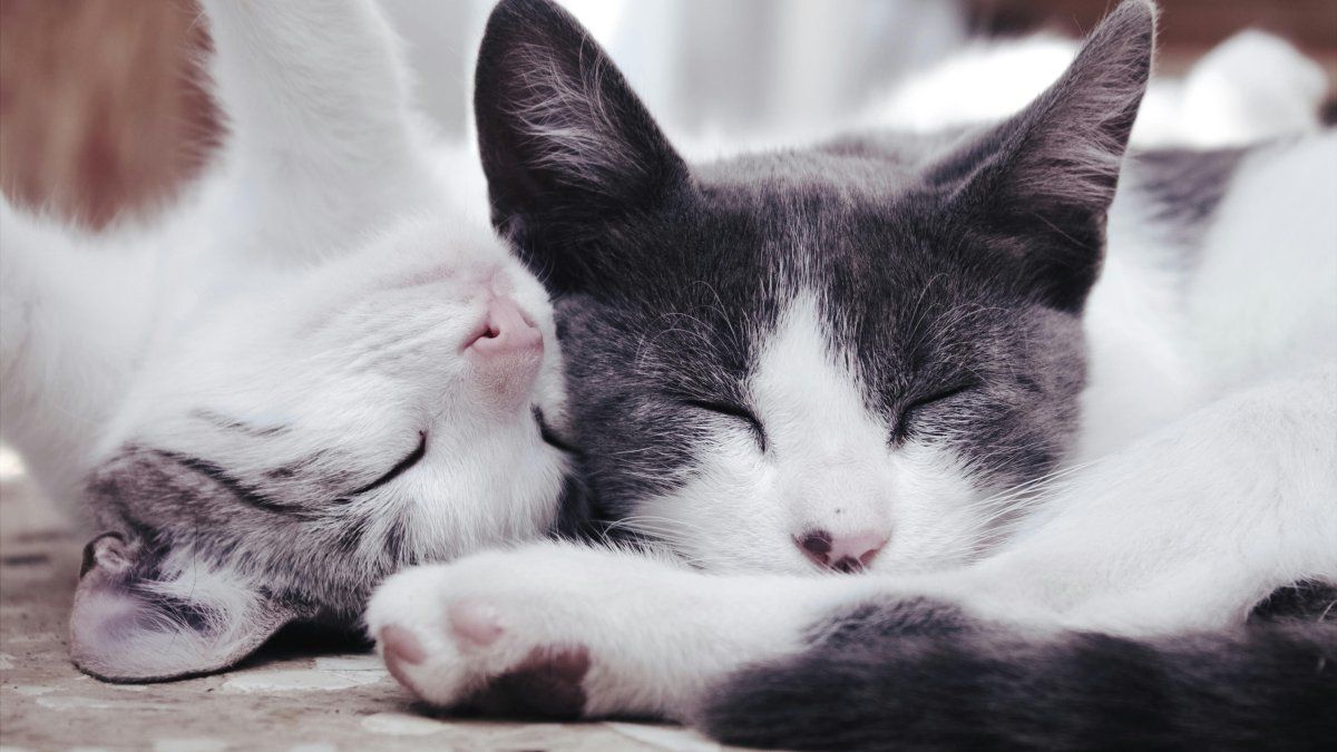 el arenero inteligente que te avisa si tu gato necesita ir al veterinario