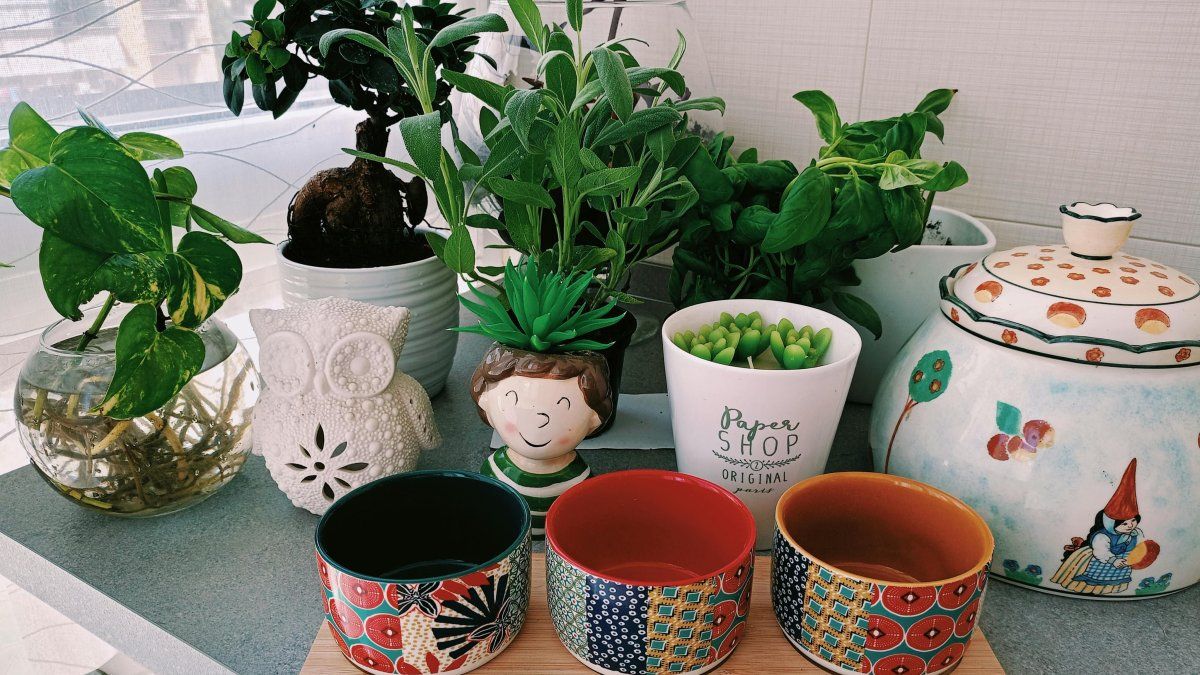 el invento que LITERALMENTE le da vida a tus paredes