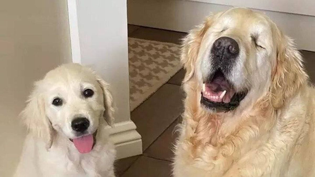 El invento que promete ayudar a millones de perritos con problemas de visión