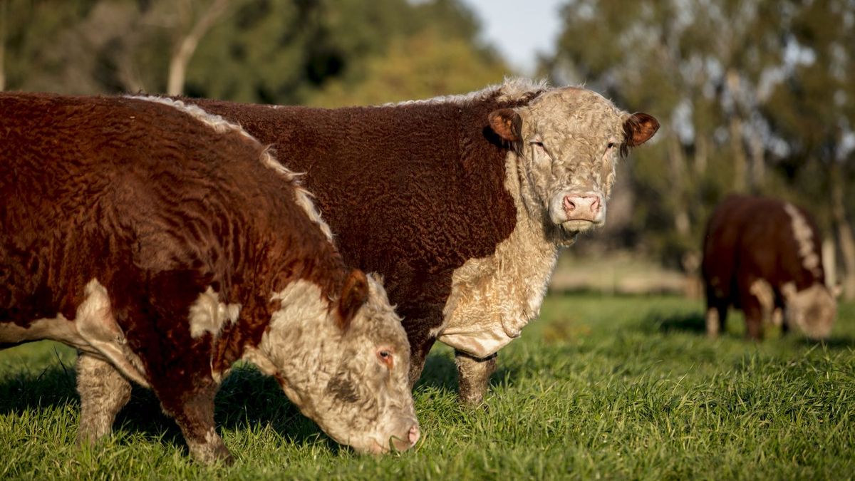 la Unión Europea endurece controles y apuran el registro de productores argentinos
