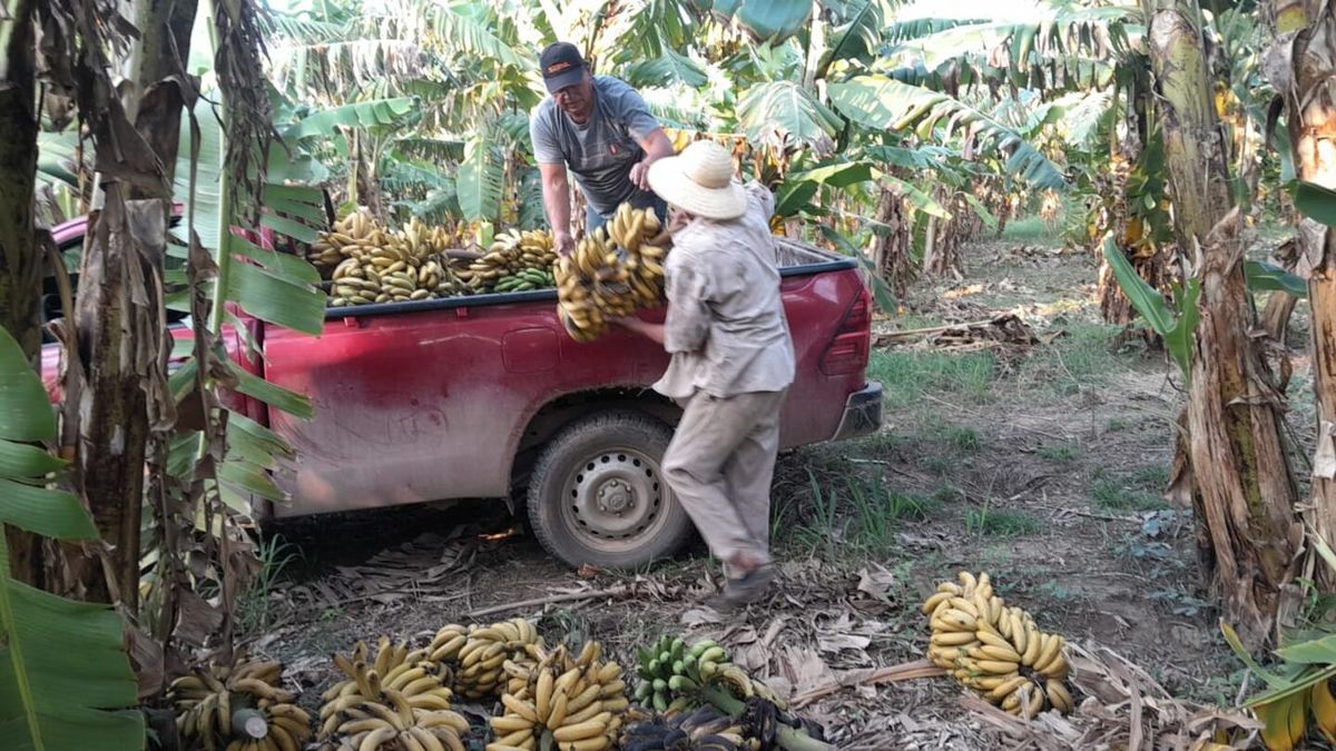 Gustavo Sáenz y Carlos Sadir cruzaron al Gobierno por una medida que expone a la producción bananera a desastres sanitarios