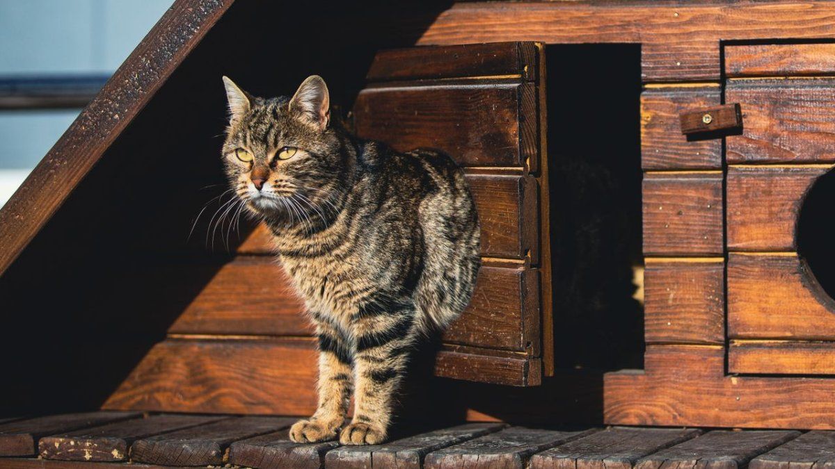 la puerta inteligente que solo se abre para tu mascota